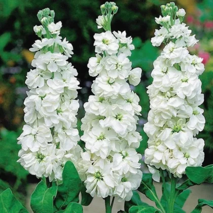 White Matthiola