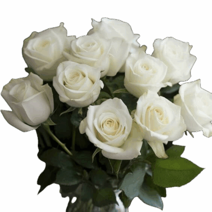 White Roses