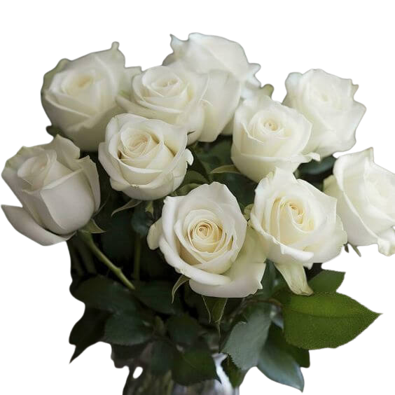 White Roses