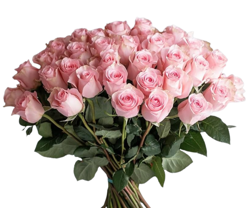 Pink Roses