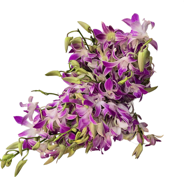 Orchids