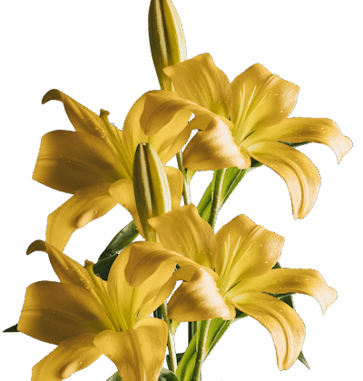 Yellow lilies